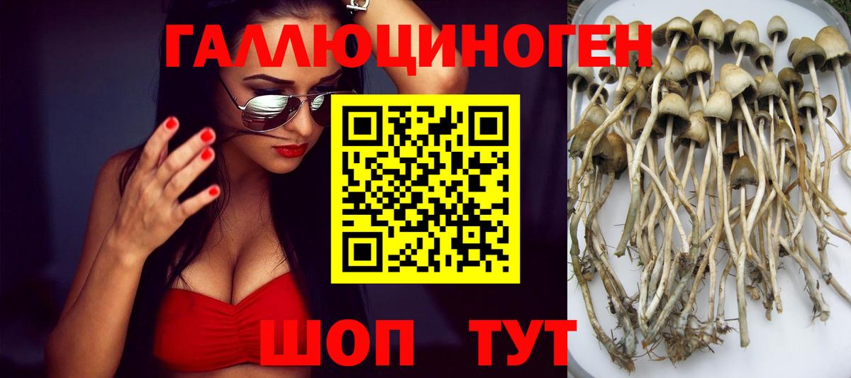 Галлюциногенные грибы Psilocybe Мыски
